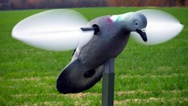 Balabán MOJO Pigeon - galamb