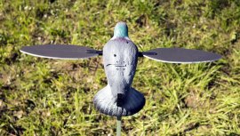 Balabán MOJO Pigeon - galamb