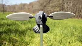 Balabán MOJO Pigeon - galamb