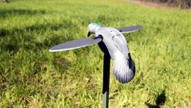 Balabán MOJO Pigeon - galamb