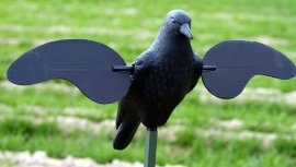 Balabán MOJO Crow - varjú