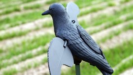 Balabán MOJO Crow - varjú