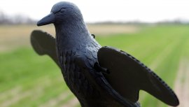 Balabán MOJO Crow - varjú