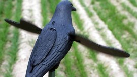 Balabán MOJO Crow - varjú