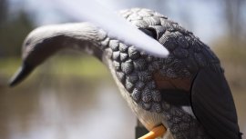 Balabán MOJO Gadwall - kopřivkacsalogató