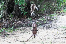 Balabán MOJO Critter 2 - Csalogató állat