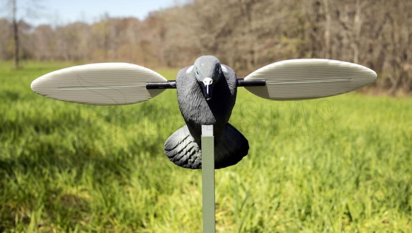 Balabán MOJO Pigeon - galamb
