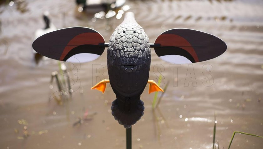 Balabán MOJO Gadwall - kopřivkacsalogató