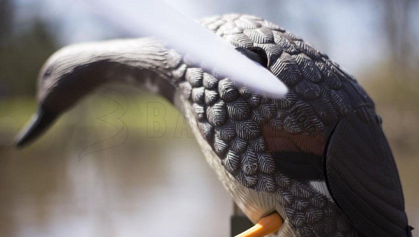 Balabán MOJO Gadwall - kopřivkacsalogató