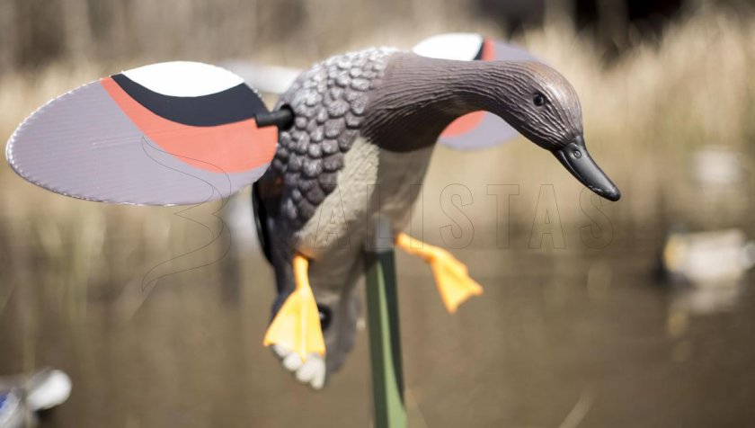 Balabán MOJO Gadwall - kopřivkacsalogató