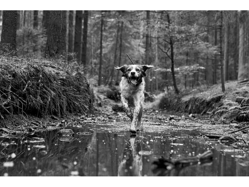 GPS nyomkövető Dogtrace DOG GPS X30T